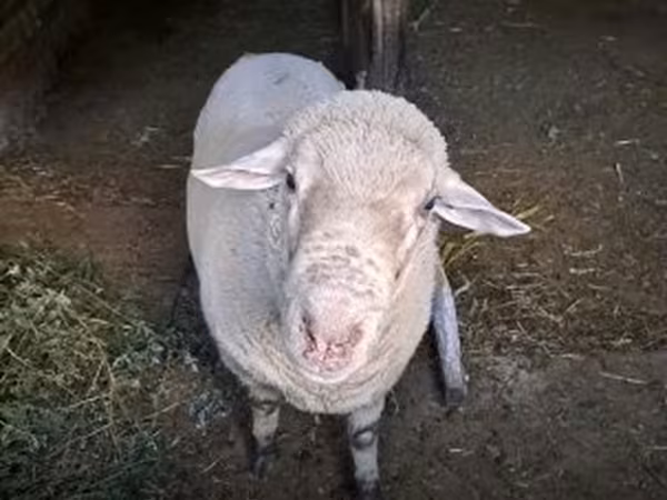 Baran, Merino sheep