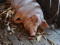 Babi hutan, Pigs — foto 1