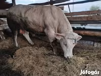 雄牛, Charolais cattle — 写真 4