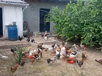 Chickens — عکس 4
