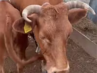 Αγελάδα, Latvian Blue cattle — φωτογραφία 2