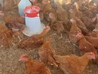 Chickens — الصورة 3