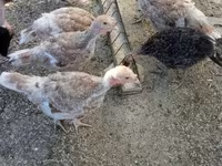 Turkeys — снимка 2