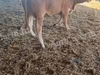 Toro, Simmental cattle — foto 2