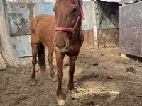 Kuda betina, Horses — foto 3