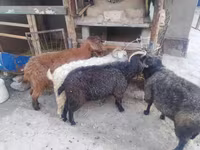 بز ماده, بز — عکس 3