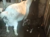 بز ماده, بز — عکس 1