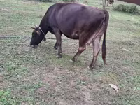 İnek, Sığır — foto 8