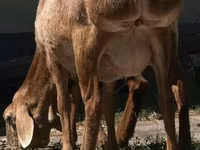 Խոյ, Afghan Arabi sheep — լուսանկար 2