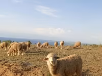 مینڈھا, Merino sheep — تصویر 3