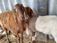 Baran, Edilbay sheep — zdjęcie 3