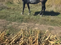 مادیان, اسب — عکس 3