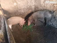 Scrofa, Maiali — foto 4