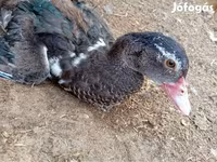 Ducks — foto 4