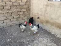 Brahma — foto 1
