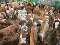 Býk, Simmental cattle — foto 2