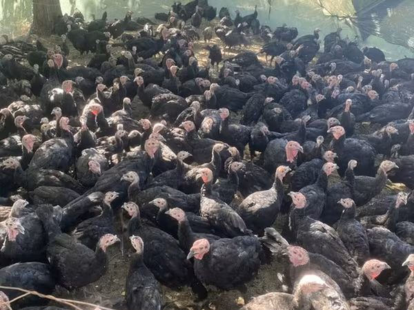Turkeys