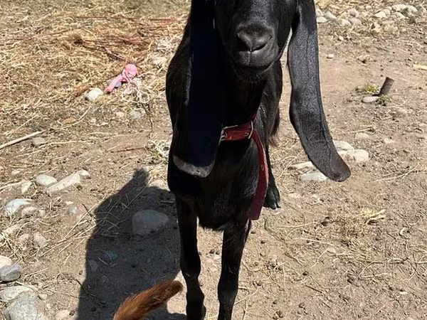 Koza, Kamori goats