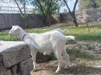 Dişi keçi, Alpine goat — foto 5