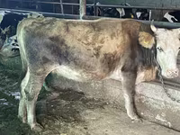 Býk, Latvian Blue cattle — foto 6