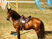 اسب نر, Tennessee Walking Horse — عکس 5