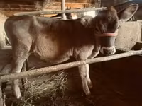 गाय, अलाताऊ नस्ल — फ़ोटो 6