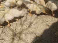 Německý pekin — foto 3