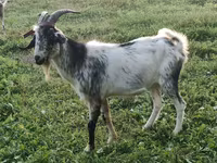 Buk, Nubian Goat — foto 2