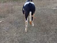 Mucca, Bovini — foto 2