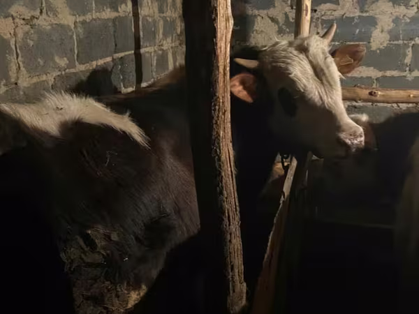 سانڈ, قازق سفید سر گائے