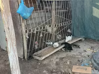 Chickens — عکس 1