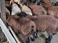 Ri’ lab, Boer goat — sawirka 4