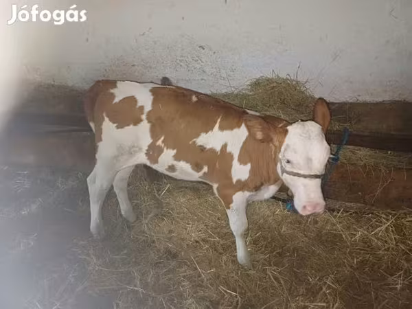 Бух, Simmental cattle