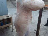 قوچ, گوسفند — عکس 8