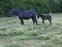 Էգ ձի, Nonius horse — լուսանկար 3