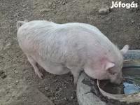 خوک ماده, Вьетнамская вислобрюхая — عکس 3