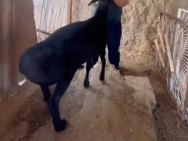 Kambing jantan, Sheep