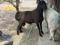 公羊, Sheep — 照片 4