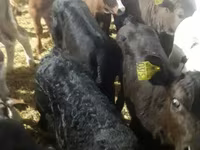 Kvæg (parti, køn ikke angivet), Simmental cattle — foto 8