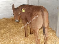 Toro, Vaca Limousin — foto 1