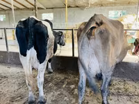گائے, Russian Black pied cattle — تصویر 3