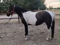 კვიცი, Appaloosa — ფოტო 1