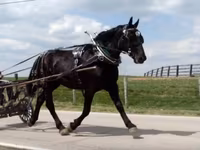 گھوڑی, Percheron — تصویر 2