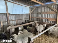 公羊, Merino sheep — 照片 4