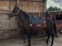Hing, Thoroughbred horse — 4. fotó