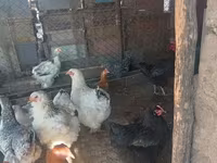 Brahma — photo 2
