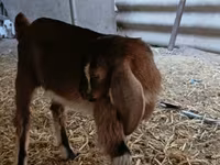 Jarac, Nubian Goat — fotografija 7