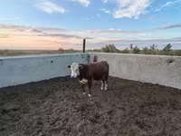 گاو نر, Swiss cattle — عکس 3