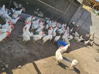 Chickens — sawirka 4