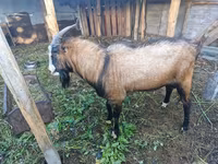 Kambing jantan, LaMancha goats — foto 3
